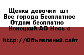 Щенки девочки 4шт - Все города Бесплатное » Отдам бесплатно   . Ненецкий АО,Несь с.